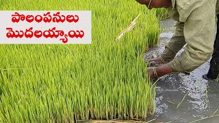 పొలం పనులు మొదలుఅయ్యాయి# organic rice farming# natural farming #ZBNF#ప్రకృతి వ్యవసాయం