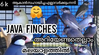 java finches.java sparrow..ജാവ കുരുവികൾ.detailed video