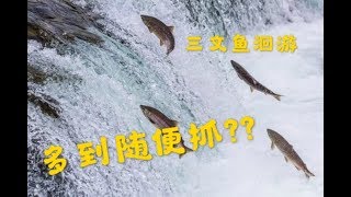 加拿大老陈Vlog#8 | Port Hope小镇三文鱼洄游