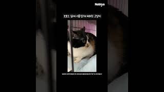 이동장 채로 버려진 고양이의 슬픈 눈망울 ... #shorts #고양이보호소