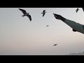 seagulls on arab sea