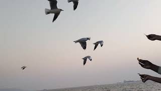 seagulls on Arab sea