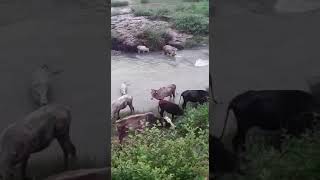 Cow Drowned | डूब गई | Live video