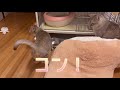 【シンガプーラ】お皿を鳴らしてご飯をおねだりする子猫はソラちゃん 子猫 おねだり