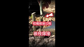 1分鐘教你如何嫁接柑橘果樹新品種？一起學習學習吧     1 minute to teach you how to graft new varieties of citrus fruit trees?