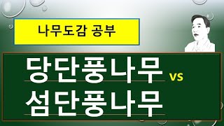 당단풍나무 vs 섬단풍나무  :  이렇게 달라요!