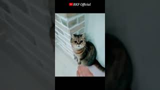 patlamaya devam #isyan tetick #cat style #cat whatsapp status 😜 #kung fu style cat #RKP Official