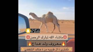 🔥مـعـروف ولـد هـداج🔥‏⚡️مُشترى : آل ظـبـيـه من :خـالـد الـثـقـفـي⚡️