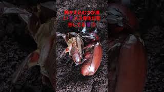 カブトムシの繁殖②#カブトムシ #shorts