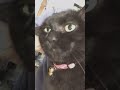 甘えん坊の黒猫 猫 黒猫