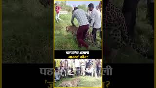 Viral Video: When leopard got stuck among humans, someone took selfie and someone was seen roaming with them