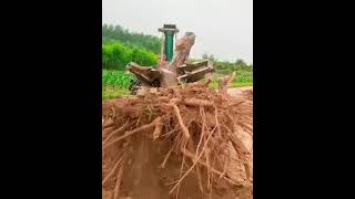 dessoucher les arbres comme un professionnel