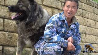 巨型犬高加索有多厉害？一只狗可挑战狼？养狼大姐牵着走真够威风