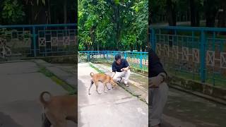 un parvaiyale #shorts #reels #dog #trending #ytshorts #university #nbu #food #animal #viral