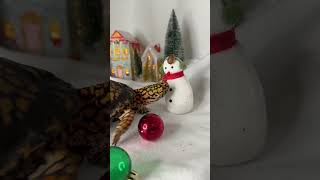 The Turtle Who Destroyed Christmas! 🤯