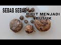 PENYEBAB BIBIT PORANG BERJAMUR.