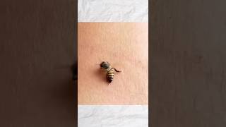 হুল ফোটালে মৌমাছির মৃত্যু হয় কেন  #shorts #bee #didyouknow #subscribe