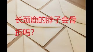 长颈鹿的脖子会骨折吗？