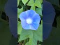 日本朝顔の撮影中、🦋虫が花の中に吸い込まれてしまった‼🫢🫣　2023 09 13　 ipomoea nil