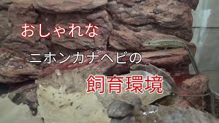 ニホンカナヘビの飼育環境【テラリウム】