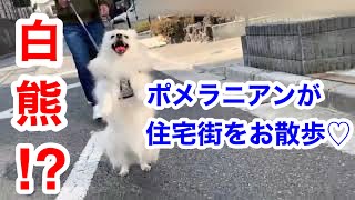 【愛犬とのお散歩タイム】お外が大好きすぎて、ついついはしゃぎすぎてしまうポメラニアン