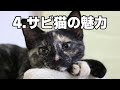 【サビ猫の魅力】初心者にもおすすめのサビ猫｜毛色で分かる猫の性格