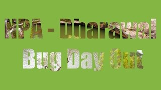 NPA - Dharawal - Bug Day Out