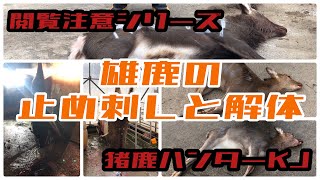 【止め刺し／閲覧注意】箱罠猟師VLOG『雄鹿の止め刺しと解体』