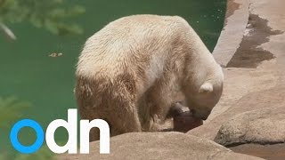 Africa's last ever polar bear dies 'from broken heart'