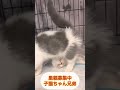 里親募集中子猫アゴはネコ 子猫 里親募集中 可愛い猫 マンチカン子猫