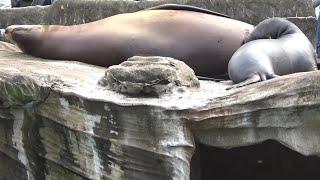 アシカの授乳 Cute sea lion breastfeeding【Cute animal videos】【東山動植物園】