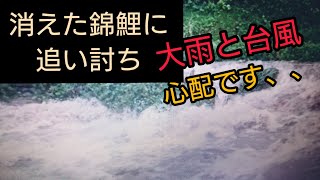 消えた錦鯉に追い打ち【台風と大雨】心配です、、野池飼育　自宅池　大型水槽　#錦鯉　濾過槽　当歳　#nisikigoi　ปลาคราฟ　#diy