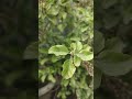 घर में तुलसी हो तो गांठ बांध ले ये 5बाते astrology tulsikrit tulsikatha tulsiupay vastu tulsi