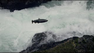 Reclaiming the River