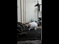 おとなしくないラグドール子猫🐾ragdoll kitten goes crazy shorts