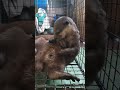 apakah pertanda birahi beranda otter shorts viral animals