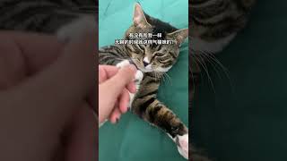 你家猫咪的生气极限是什么？悠闲的摆烂小猫 狸花猫 与猫在一起的日子