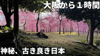 【神秘•絶景】一度は行きたい！大阪から車で１時間「紅白の絶景」が楽しめる早春のスポット４選