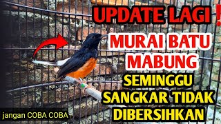 GA ADA OBAT‼️MURAI BATU MABUNG ‼️SANGKAR SEMINGGU TIDAK DIBERSIHKAN