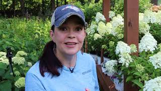 Plant Picks for a First-rate Summer | Gardening with Creekside