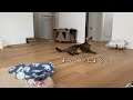 【ほっけ】ふみふみ中の表情が最高すぎる！【アメショ】 猫