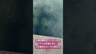 イービーズのワームの集魚効果。