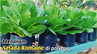 Menanam selada romaine di polybag