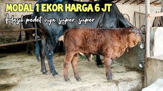 Breeding sapi modal 1 ekor harga 6 JT hasil pedet nya super super