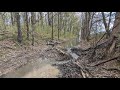 Knocking a Hole in a Massive Beaver Dam | Unclogging Beaver Dam Removal