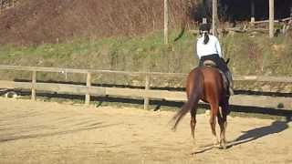 cavallo in vendita - Wandal   Hannover 2007