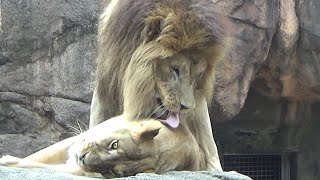 ライオンの朝の挨拶💗ガオウとルナ【天王寺動物園】