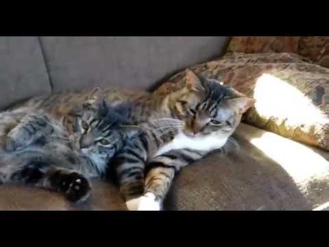 How To Avoid Static Shocks While Petting Cats and Dogs How To Avoid Static Shocks While Petting Cats and Dogs