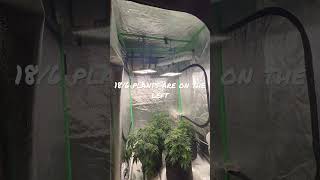 Grow Room Light Duration Head-to-Head Comparison: 24/0 versus 18/6 - plants need sleep too!