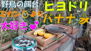 【2023野鳥の餌台2】★birdfeeder★ミカン🍊よりもバナナ🍌が大好き💕『鵯ヒヨドリ』